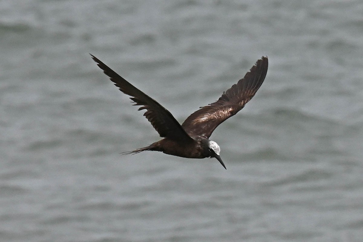 Black Noddy - Marla Hibbitts