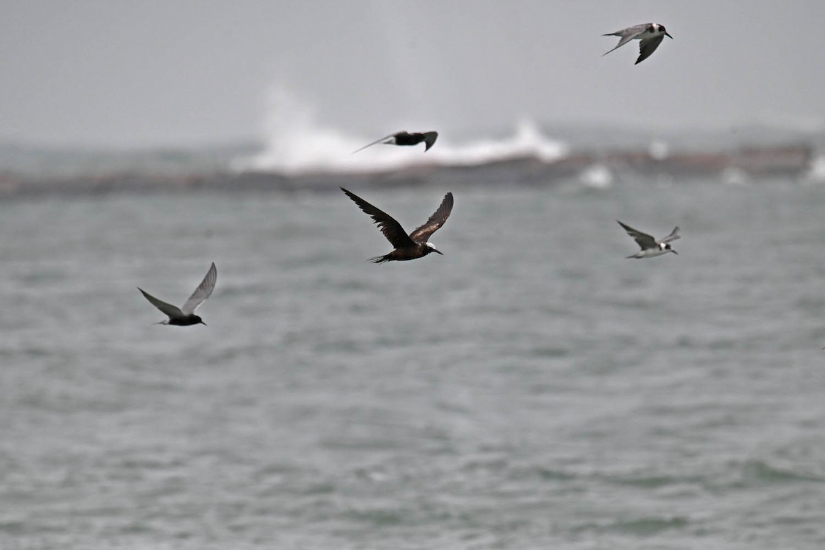 Black Noddy - Marla Hibbitts