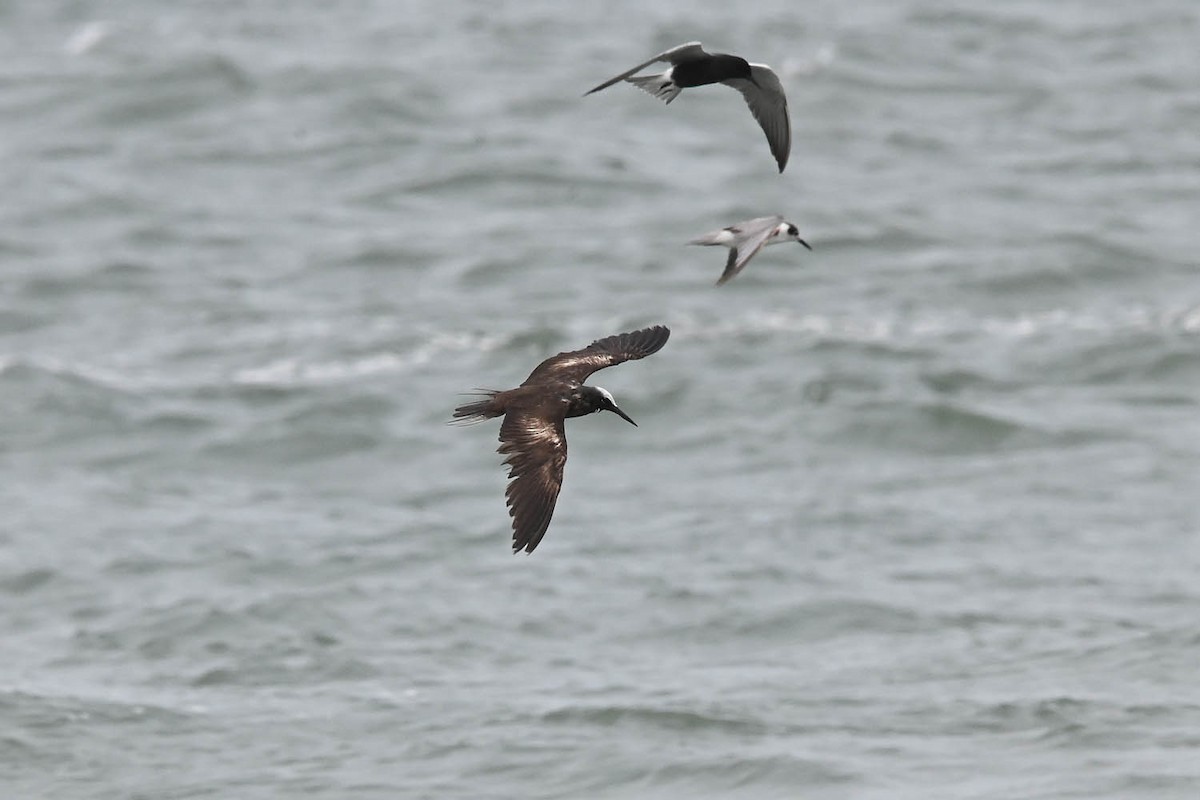 Black Noddy - Marla Hibbitts