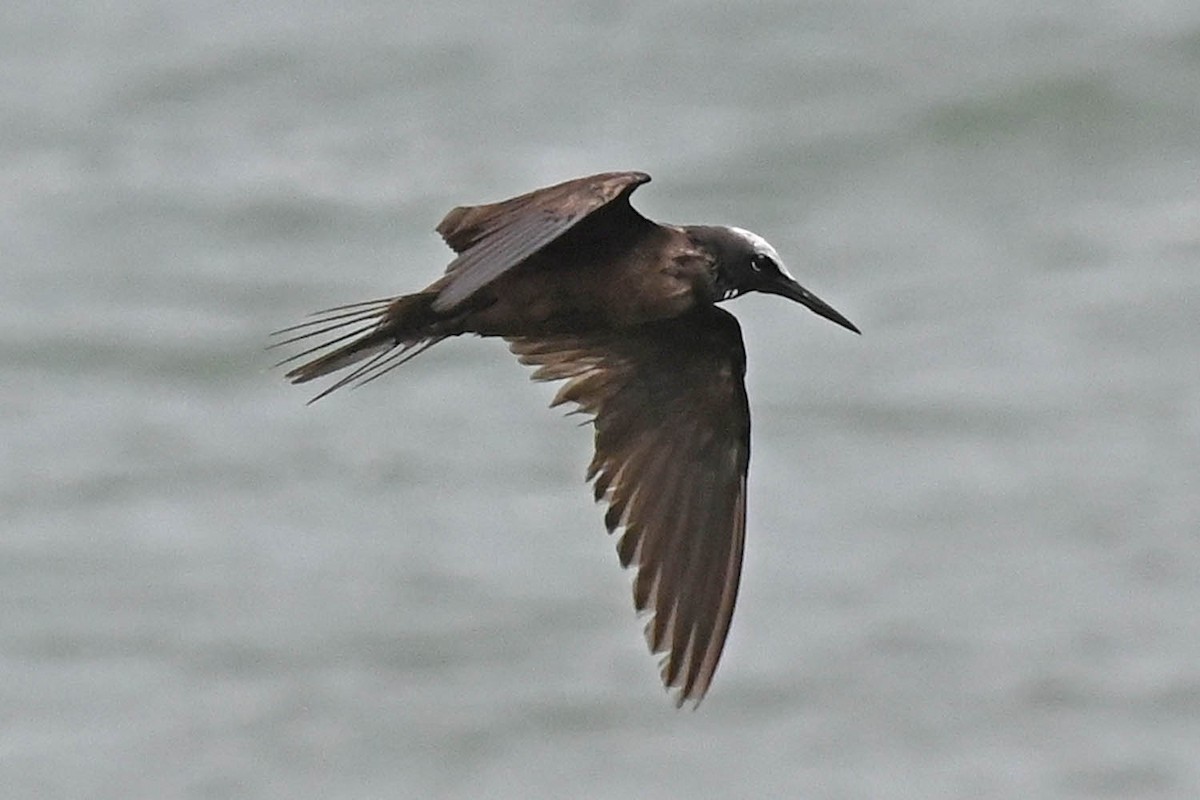 Black Noddy - Marla Hibbitts