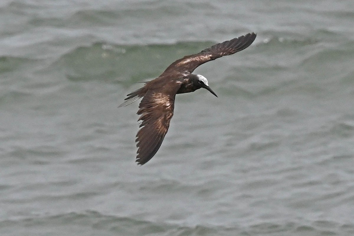 Black Noddy - Marla Hibbitts