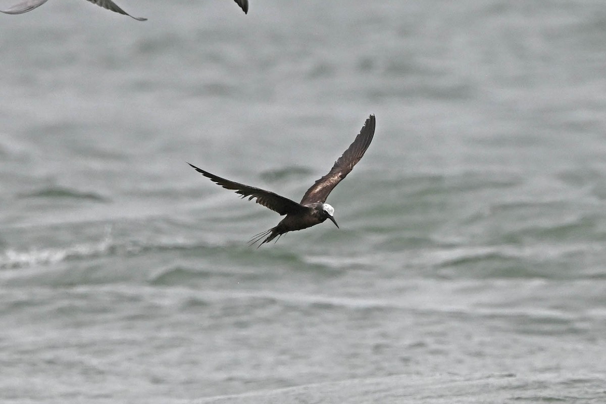 Black Noddy - Marla Hibbitts