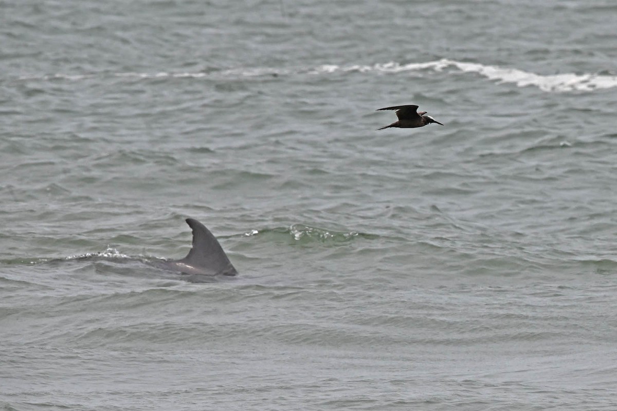 Black Noddy - Marla Hibbitts