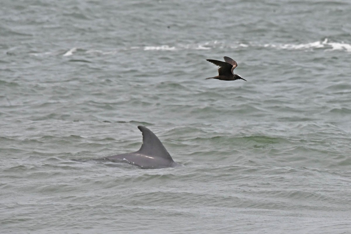 Black Noddy - Marla Hibbitts