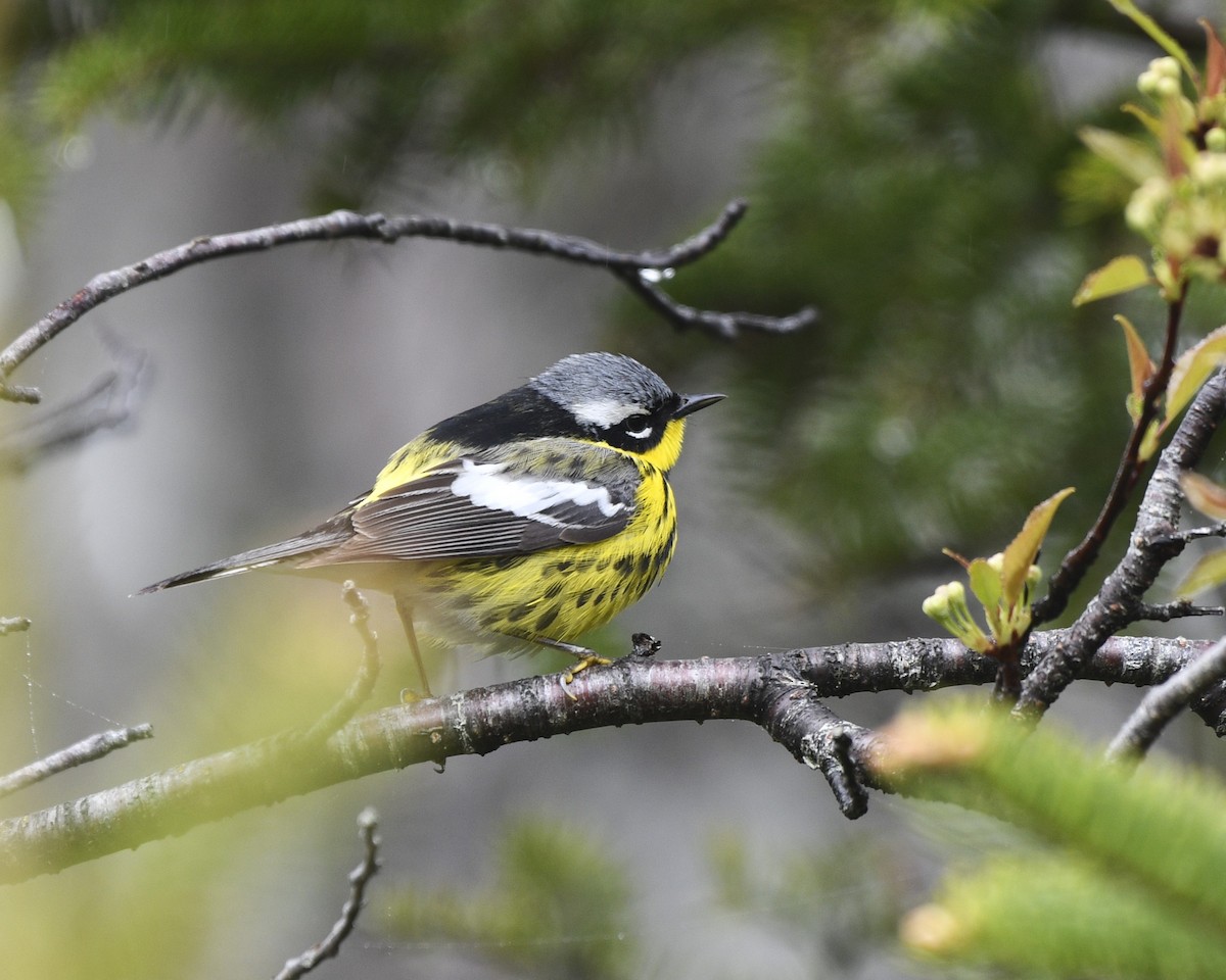 Magnolia Warbler - C Mercer