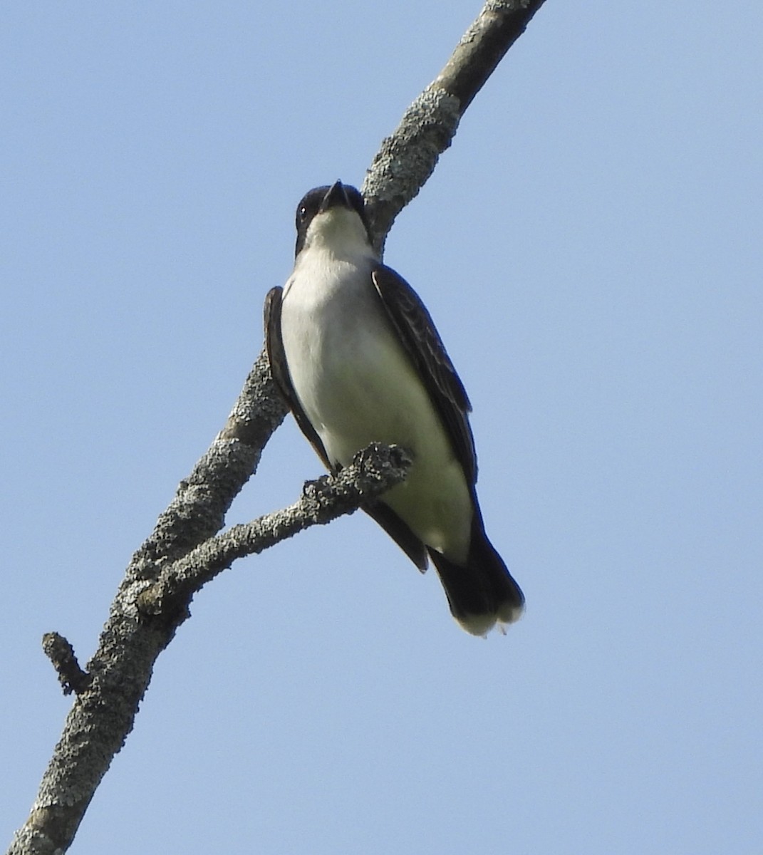 Eastern Kingbird - Jay Luke