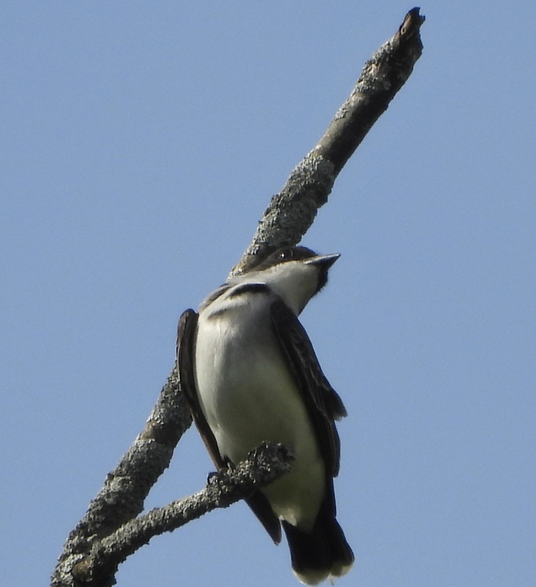 Eastern Kingbird - Jay Luke