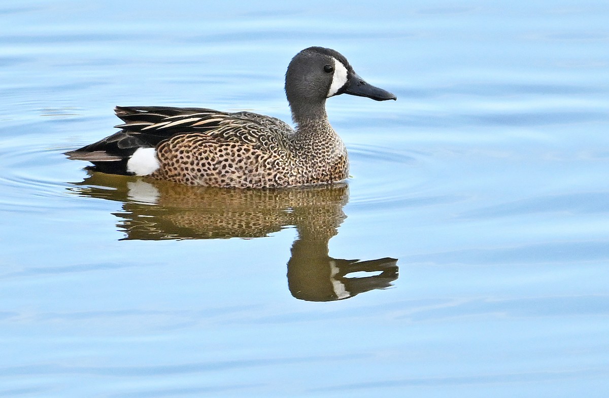 Blue-winged Teal - Wayne Oakes