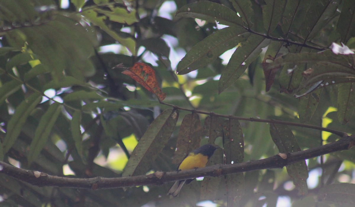 Slate-throated Redstart - Juan Rafael Gomez Arbelaez