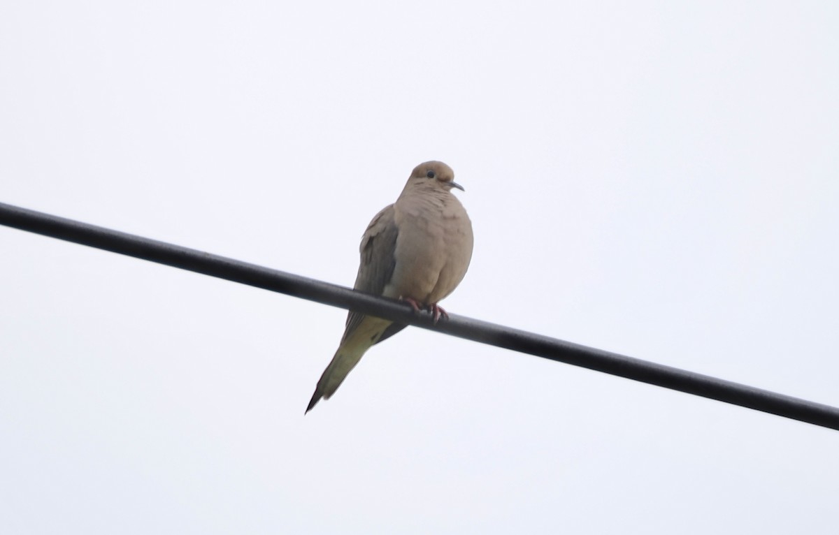 Mourning Dove - ML619595489