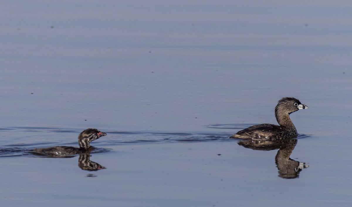 Pied-billed Grebe - Ed Wransky