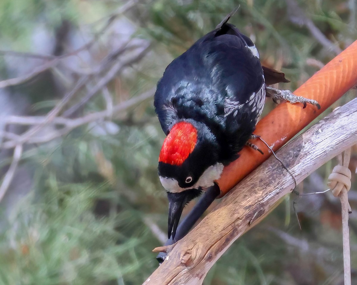 Acorn Woodpecker - Sue Smith