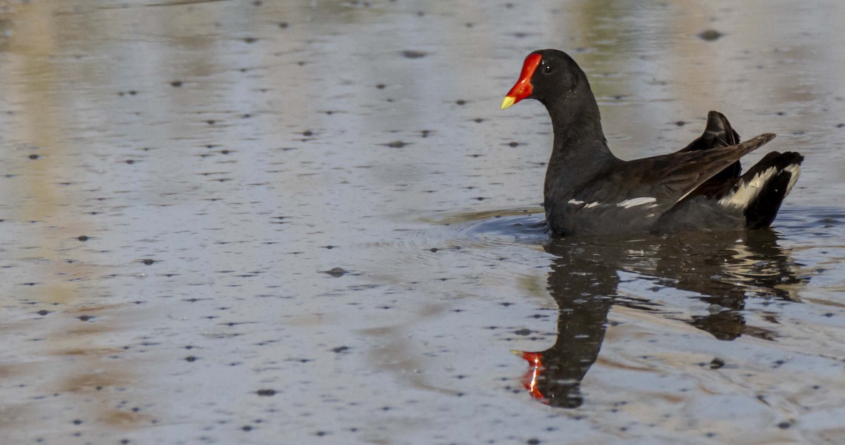 Common Gallinule - ML619595501