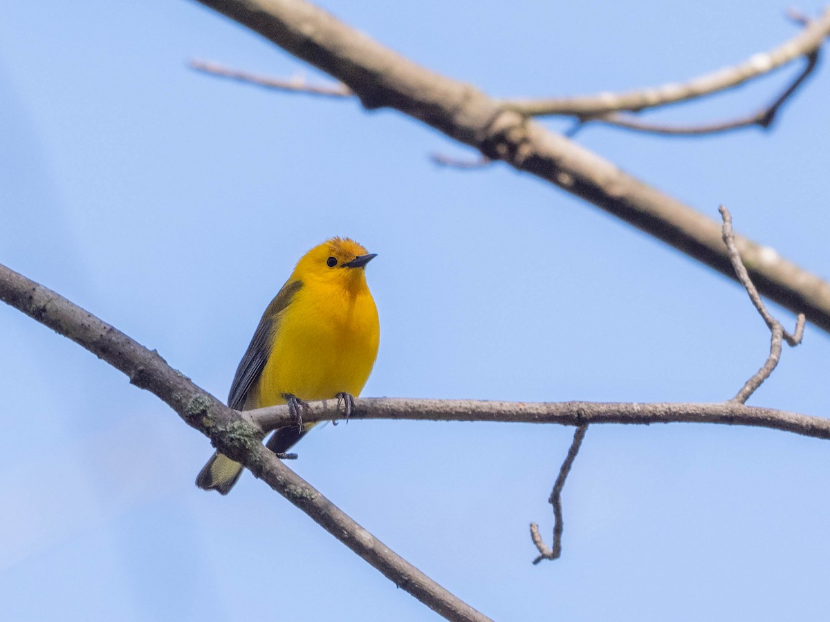 Prothonotary Warbler - Michael & Ellen LAM