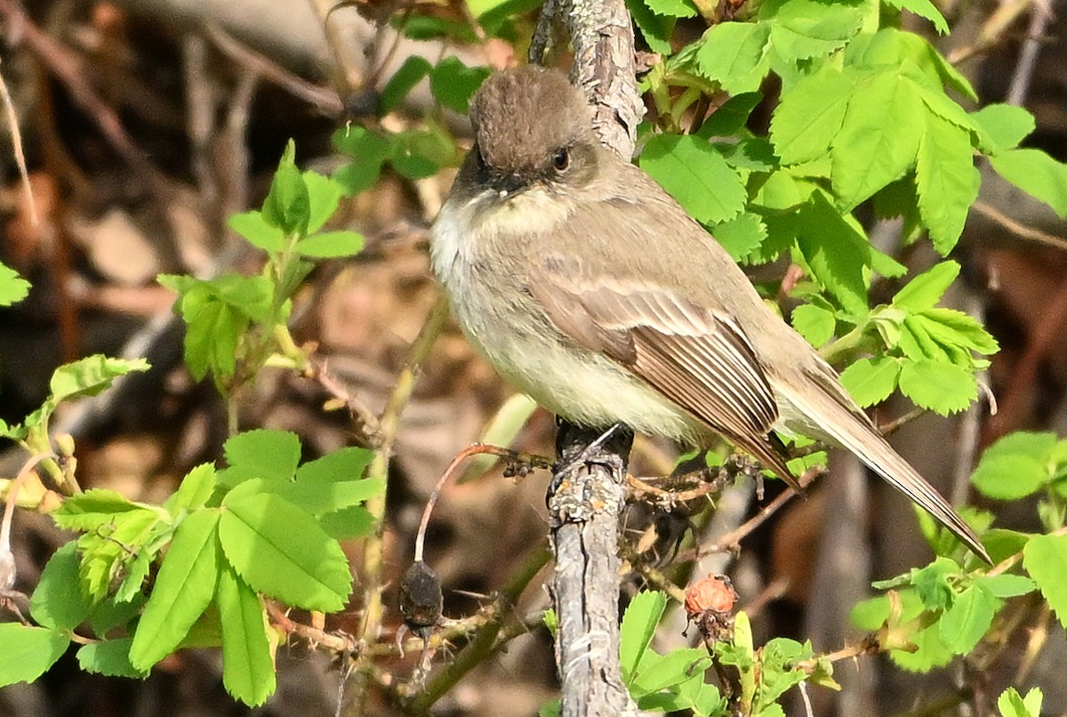 Eastern Phoebe - Wayne Oakes