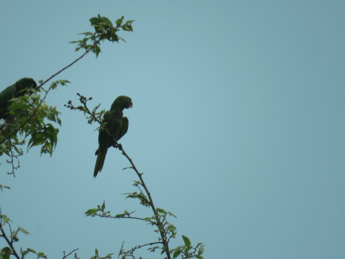 Olive-throated Parakeet - Sam Holcomb