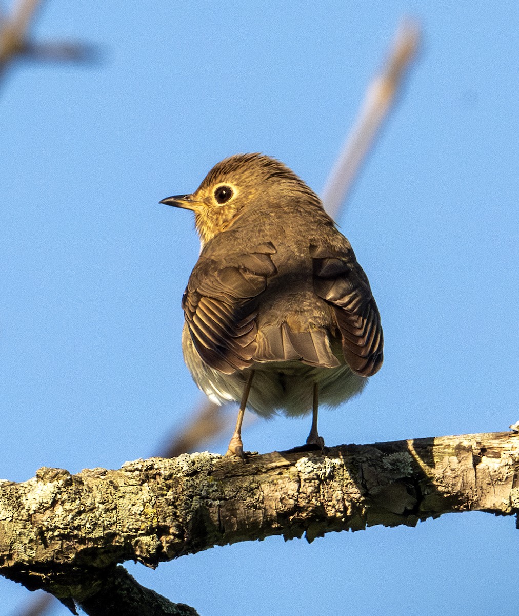 Swainson's Thrush - ML619595509