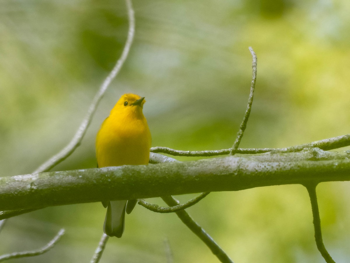 Prothonotary Warbler - Michael & Ellen LAM