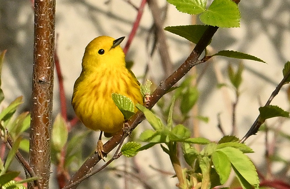 Yellow Warbler - Wayne Oakes