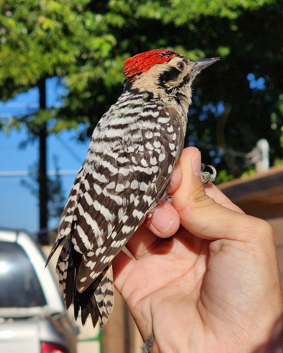 Ladder-backed Woodpecker - Nancy Cox