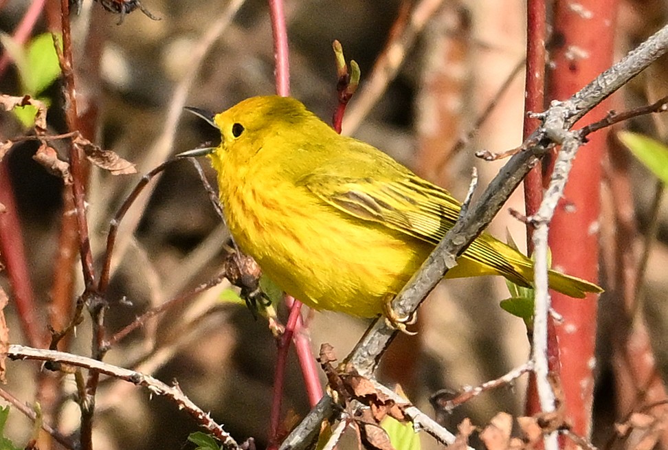 Yellow Warbler - Wayne Oakes