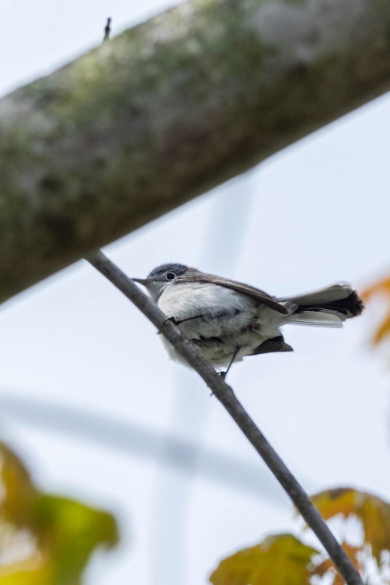 Blue-gray Gnatcatcher - Michael & Ellen LAM