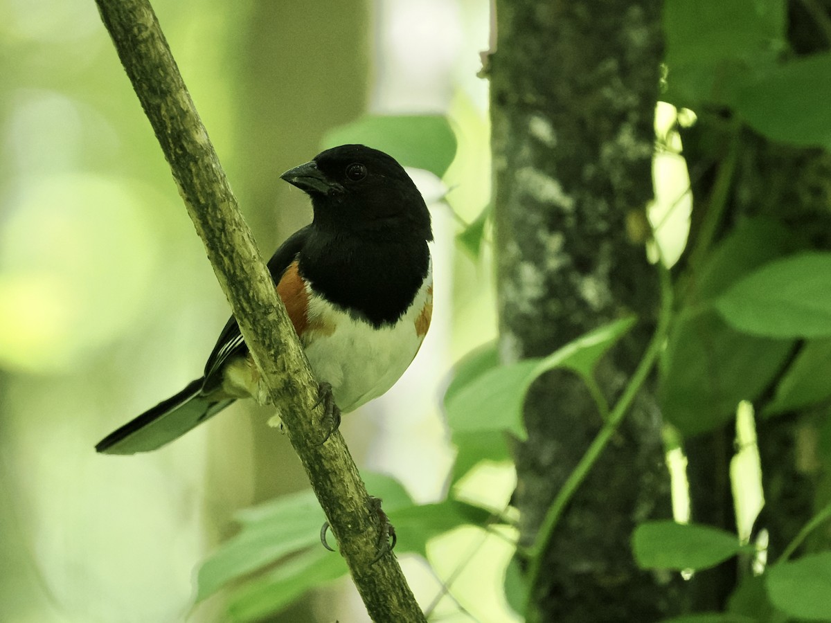 Eastern Towhee - Daniel Sgro