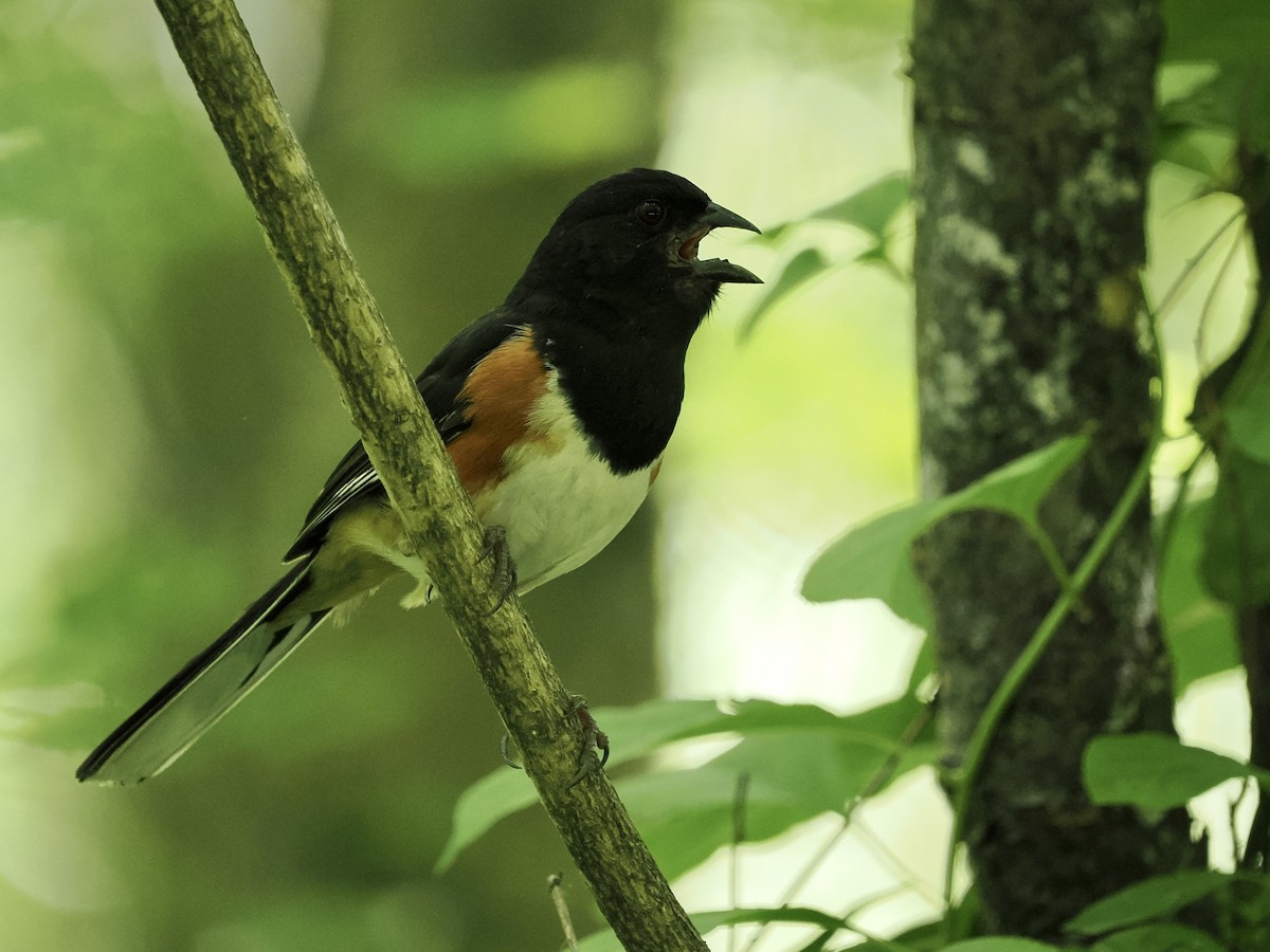 Eastern Towhee - Daniel Sgro