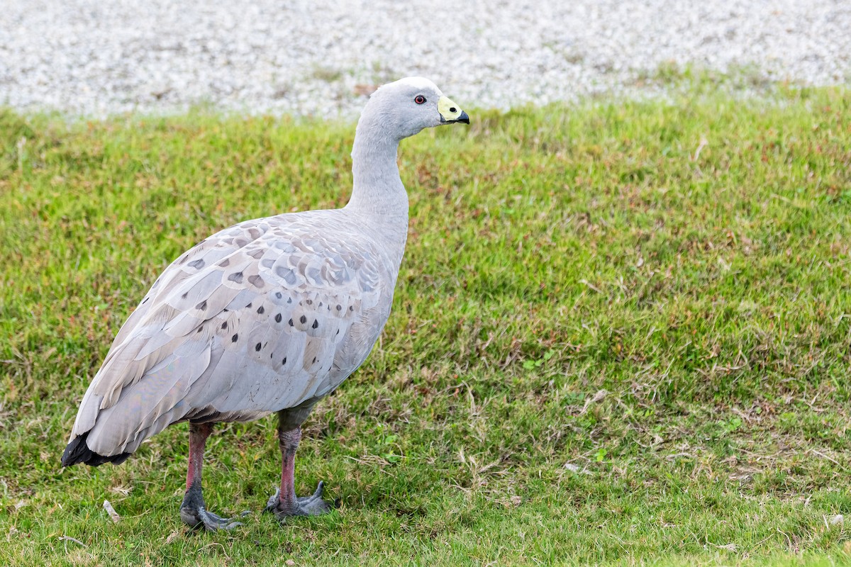 Cape Barren Goose - Balaji P B