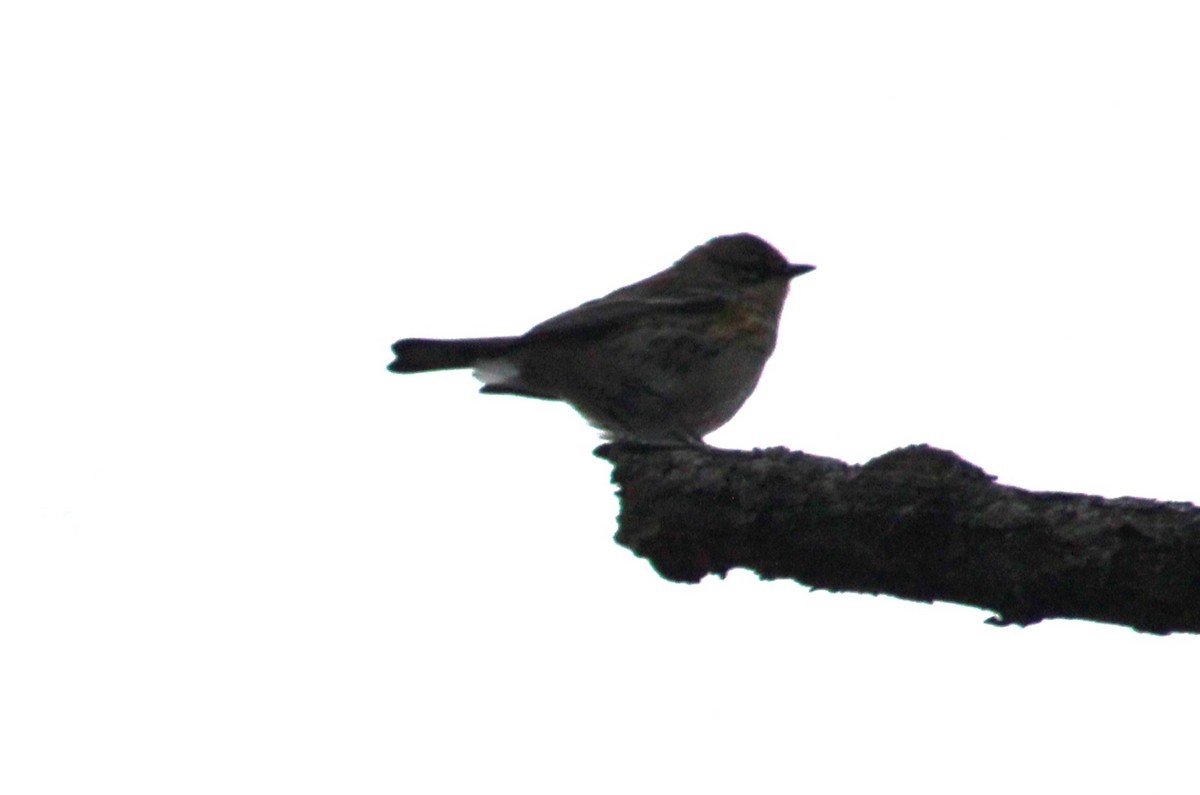 Yellow-rumped Warbler - Deborah  Hansen