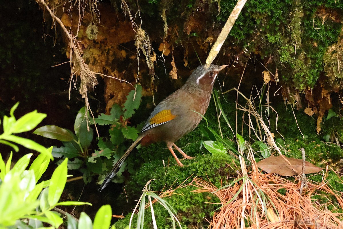 White-whiskered Laughingthrush - ML619595534