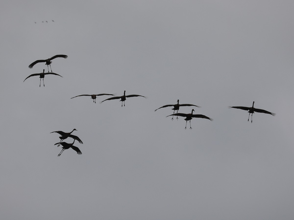 Sandhill Crane - Daniel Hinnebusch