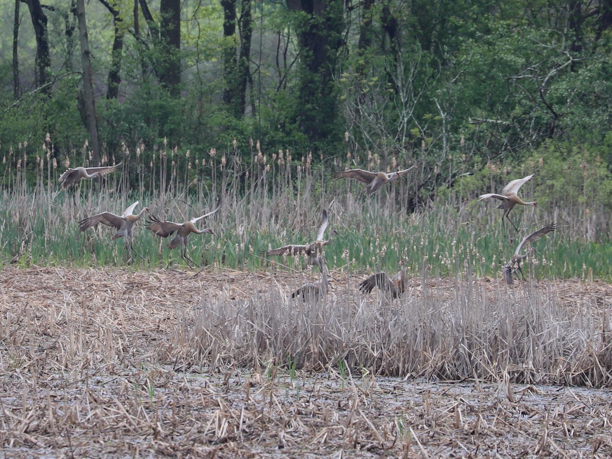 Sandhill Crane - Daniel Hinnebusch