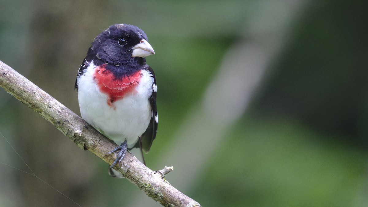 Rose-breasted Grosbeak - ML619595540