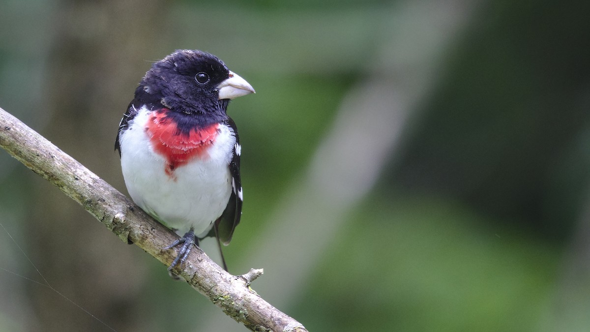 Rose-breasted Grosbeak - ML619595541