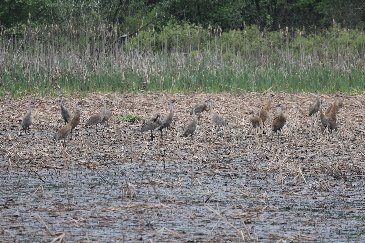 Sandhill Crane - Daniel Hinnebusch