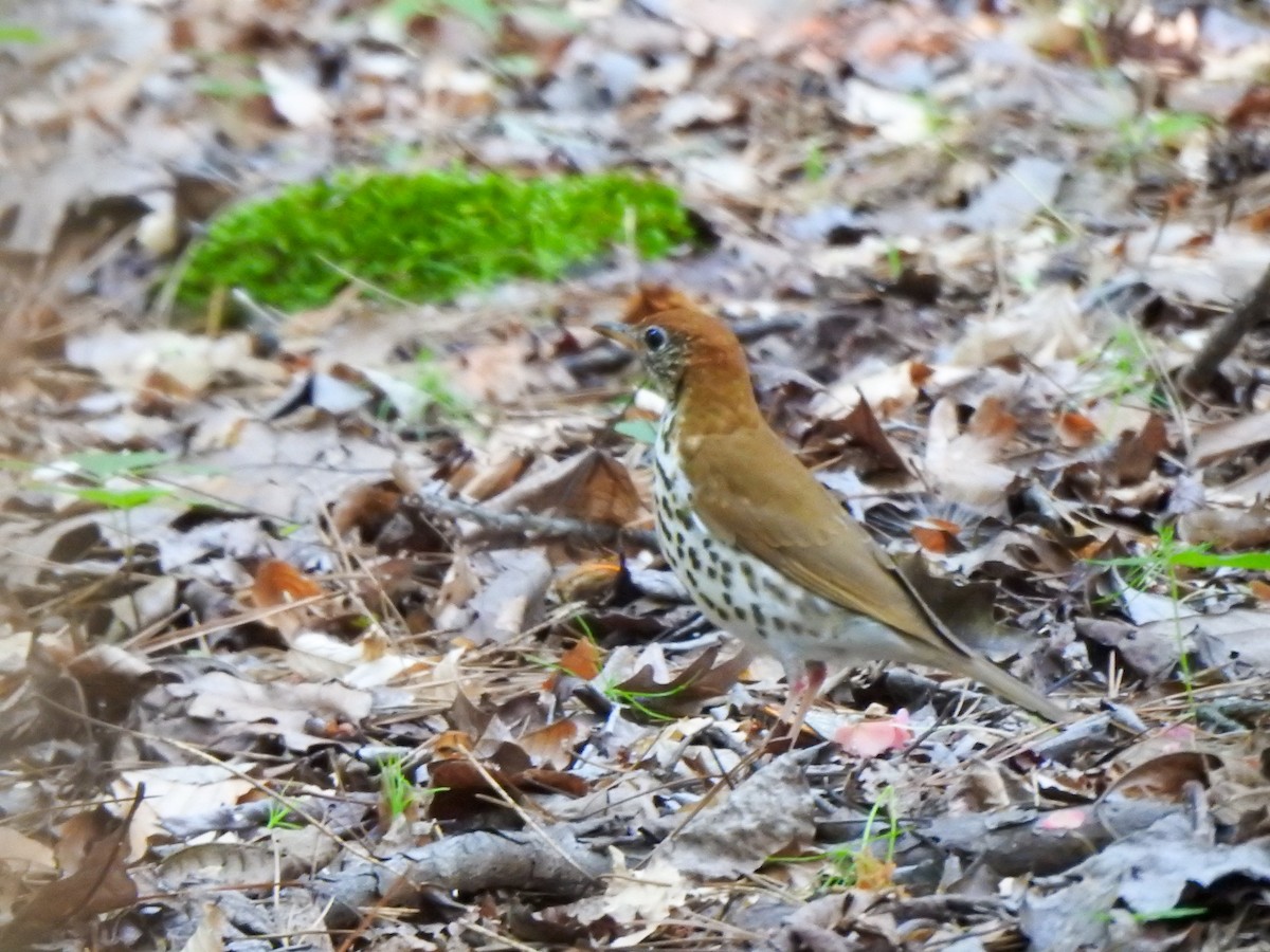 Wood Thrush - ML619595546