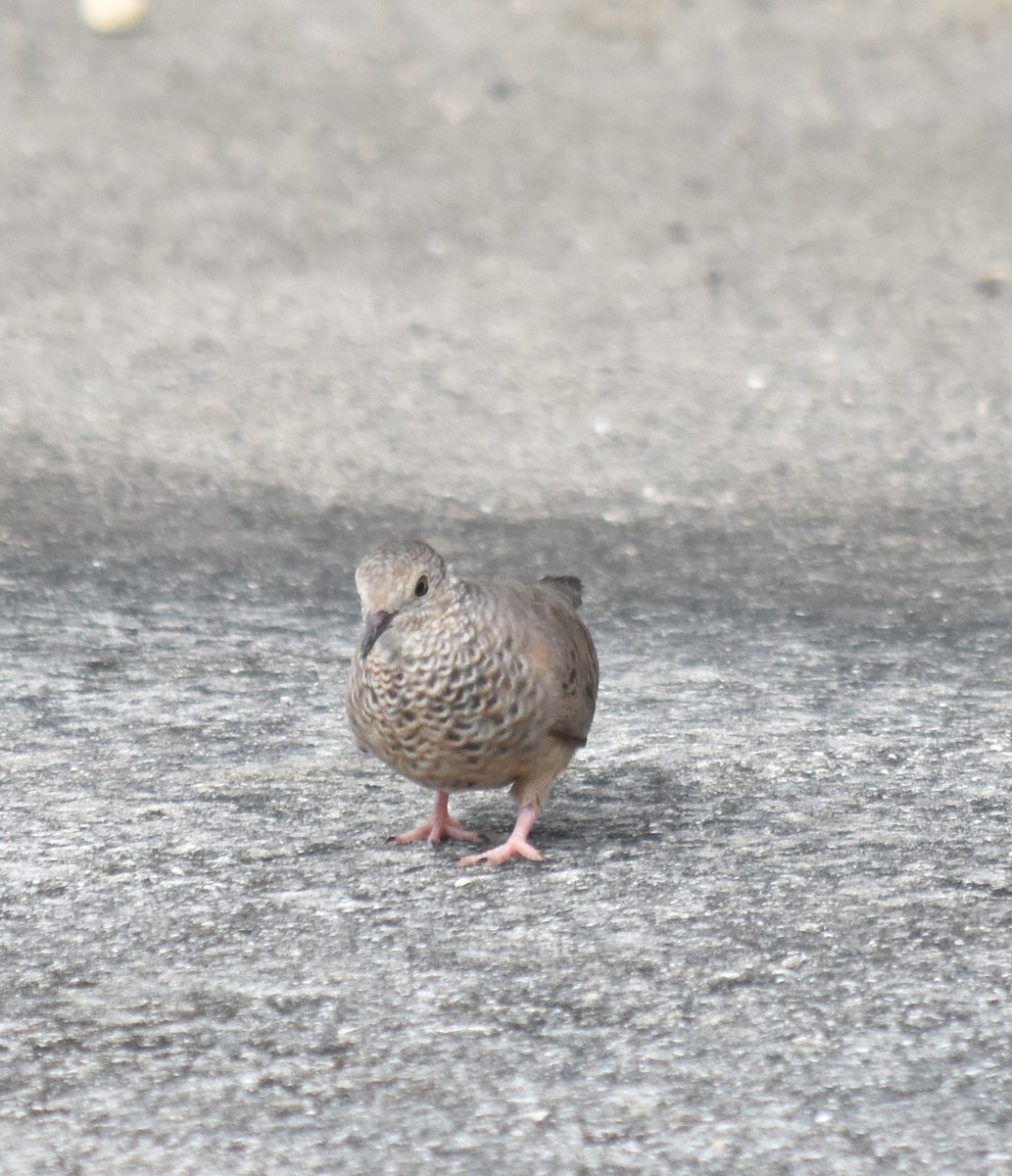 Common Ground Dove - Bill Tweit