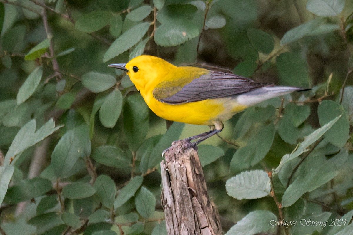 Prothonotary Warbler - Mayve Strong