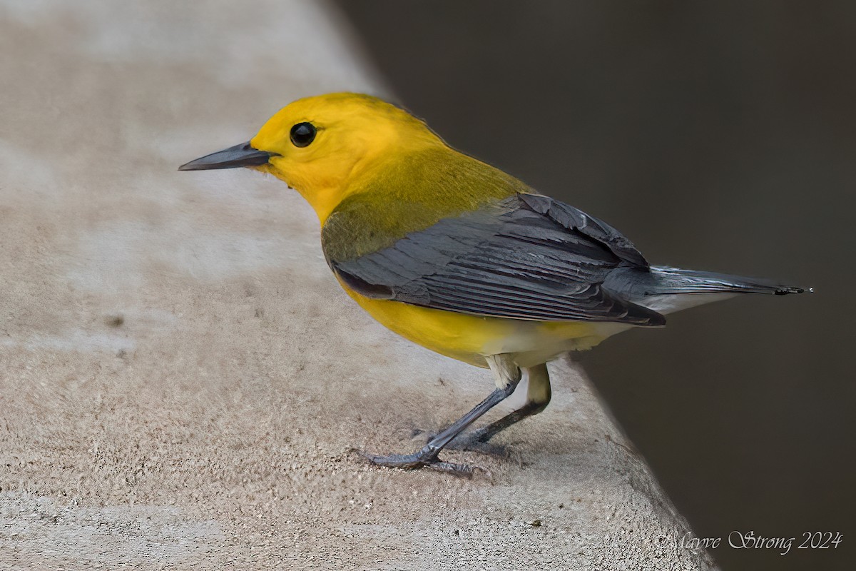 Prothonotary Warbler - Mayve Strong