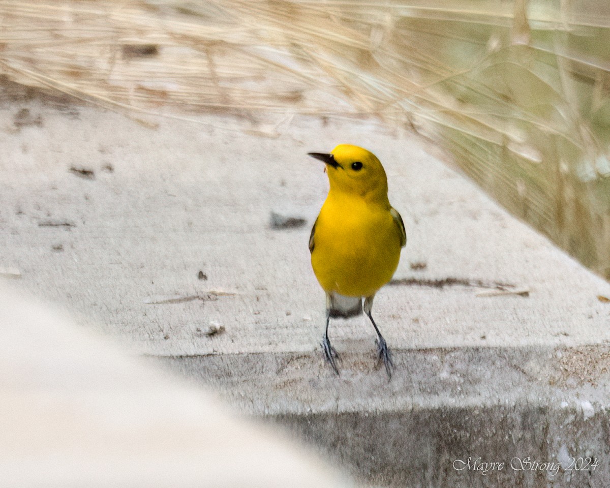 Prothonotary Warbler - Mayve Strong