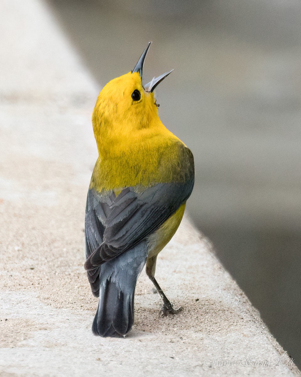 Prothonotary Warbler - Mayve Strong