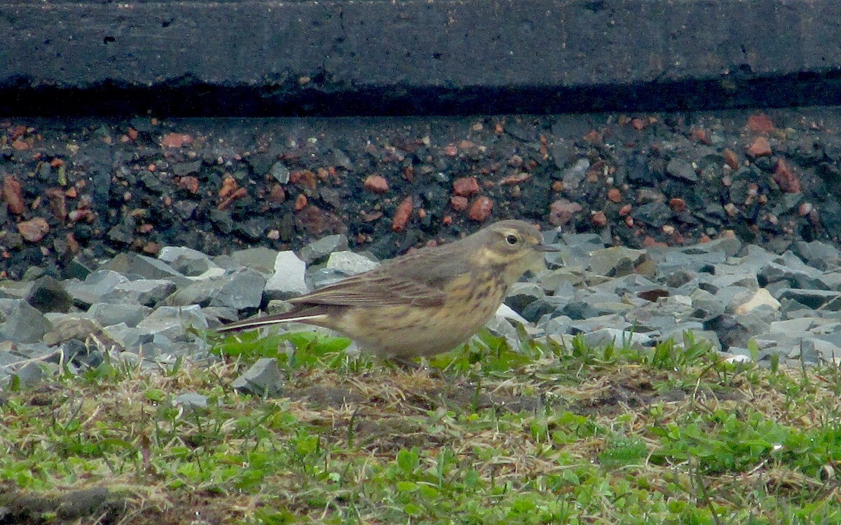 American Pipit - Ryan Larson