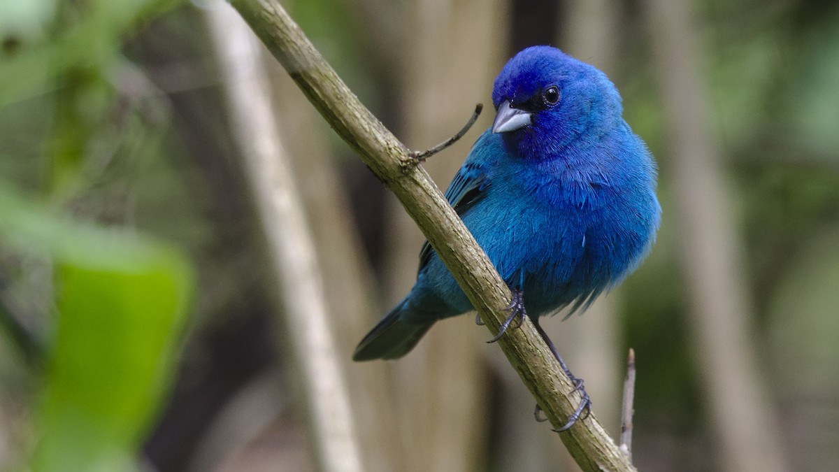 Indigo Bunting - Mark Scheel