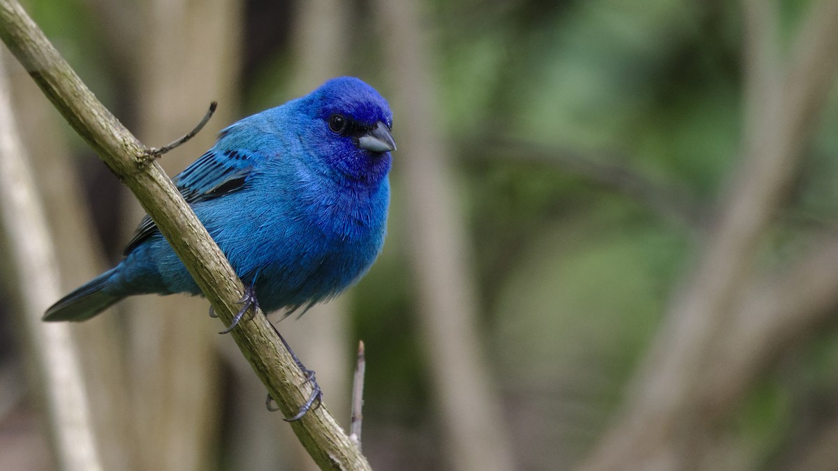 Indigo Bunting - Mark Scheel