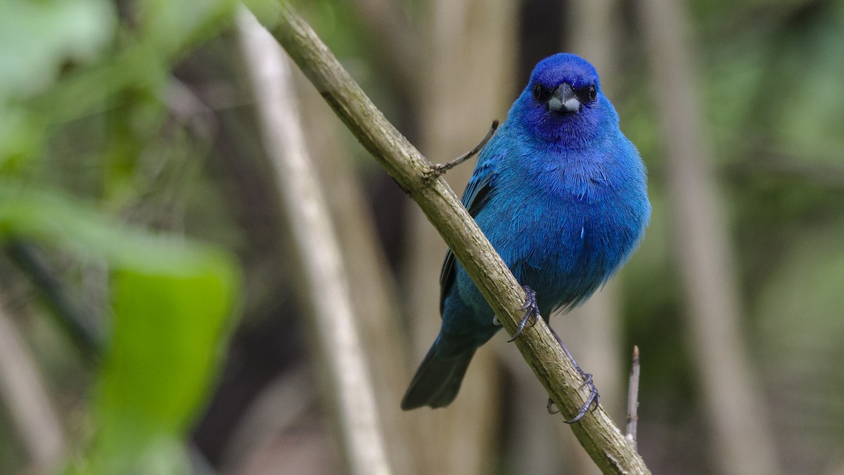 Indigo Bunting - ML619595575