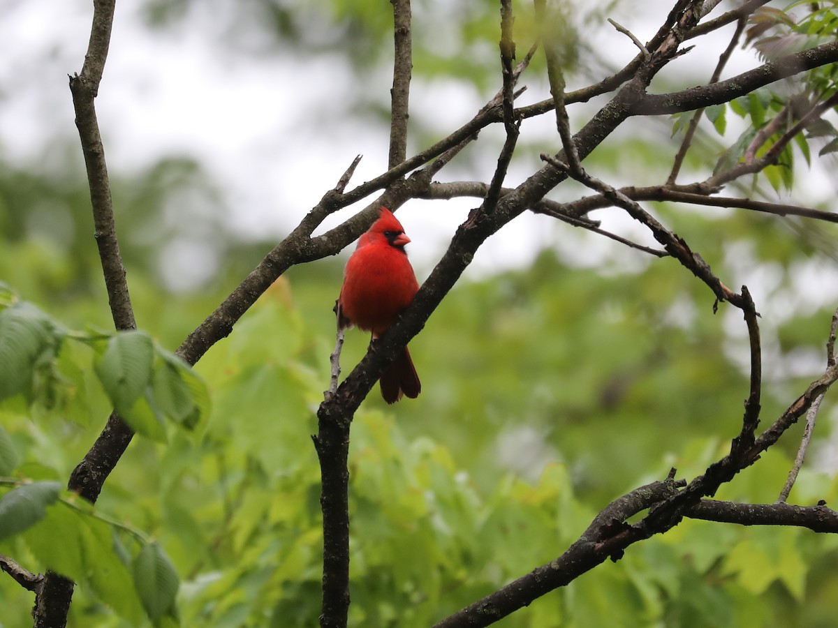 Northern Cardinal - Daniel Hinnebusch