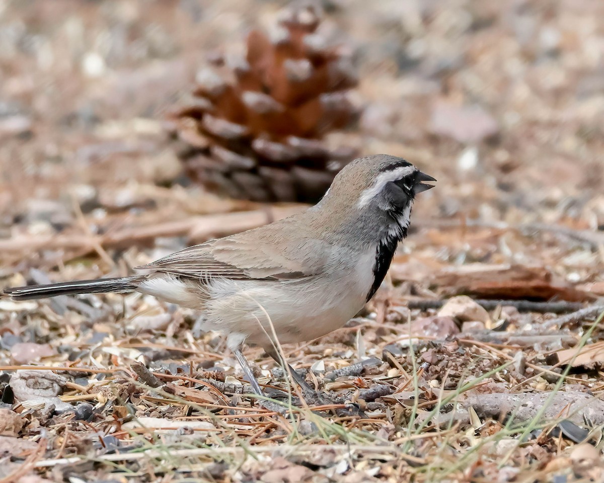 Black-throated Sparrow - Sue Smith