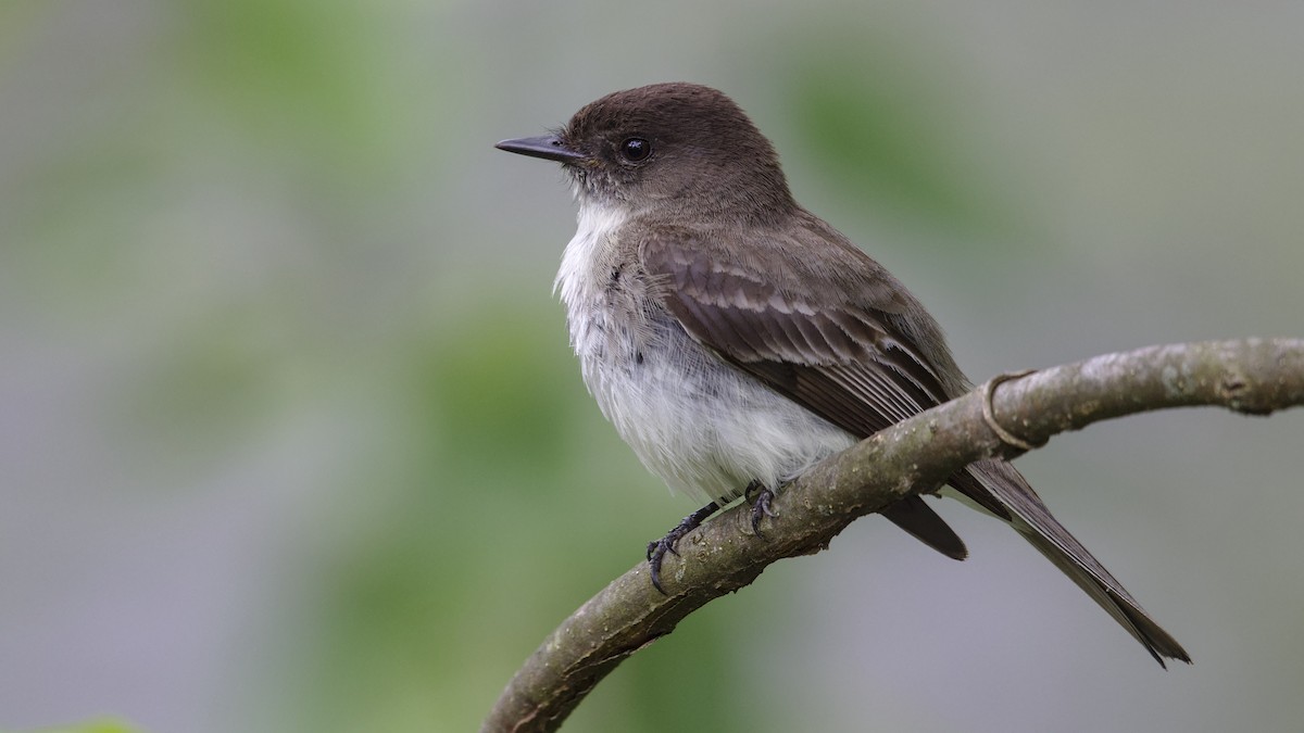 Eastern Phoebe - Mark Scheel