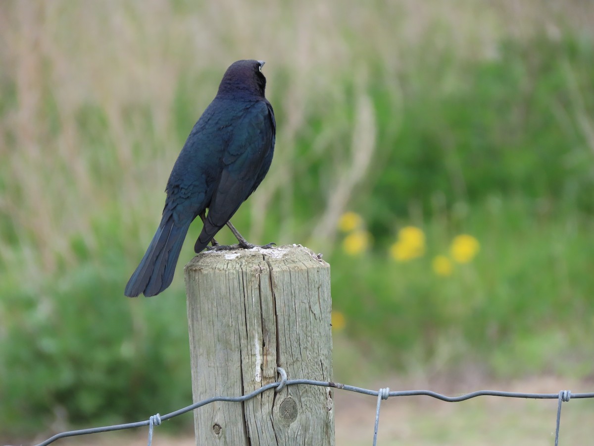 Brewer's Blackbird - Kerry Hjertaas